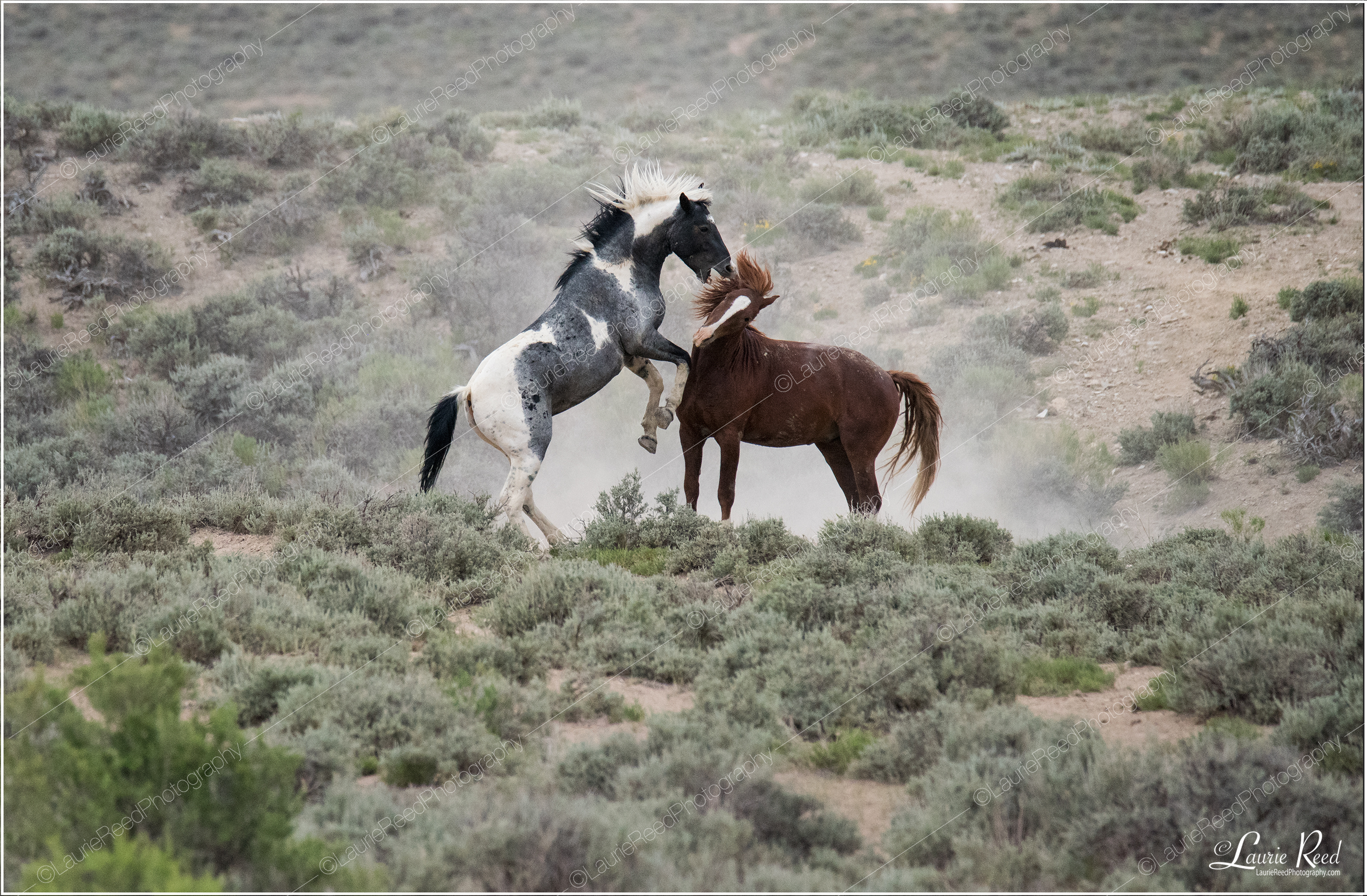 How The West Was Won-2 © Laurie Reed Photography