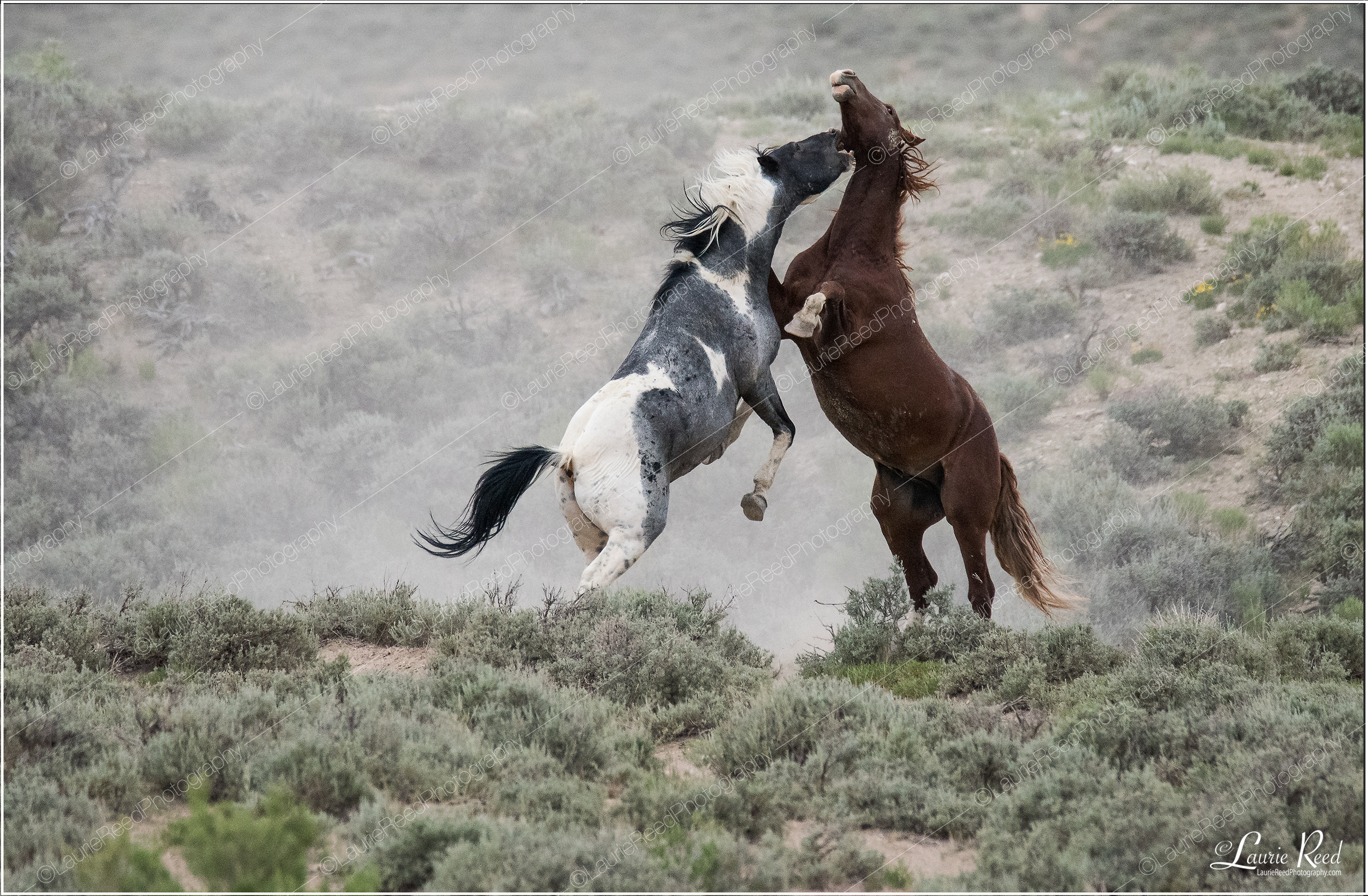 How The West Was Won-3 © Laurie Reed Photography