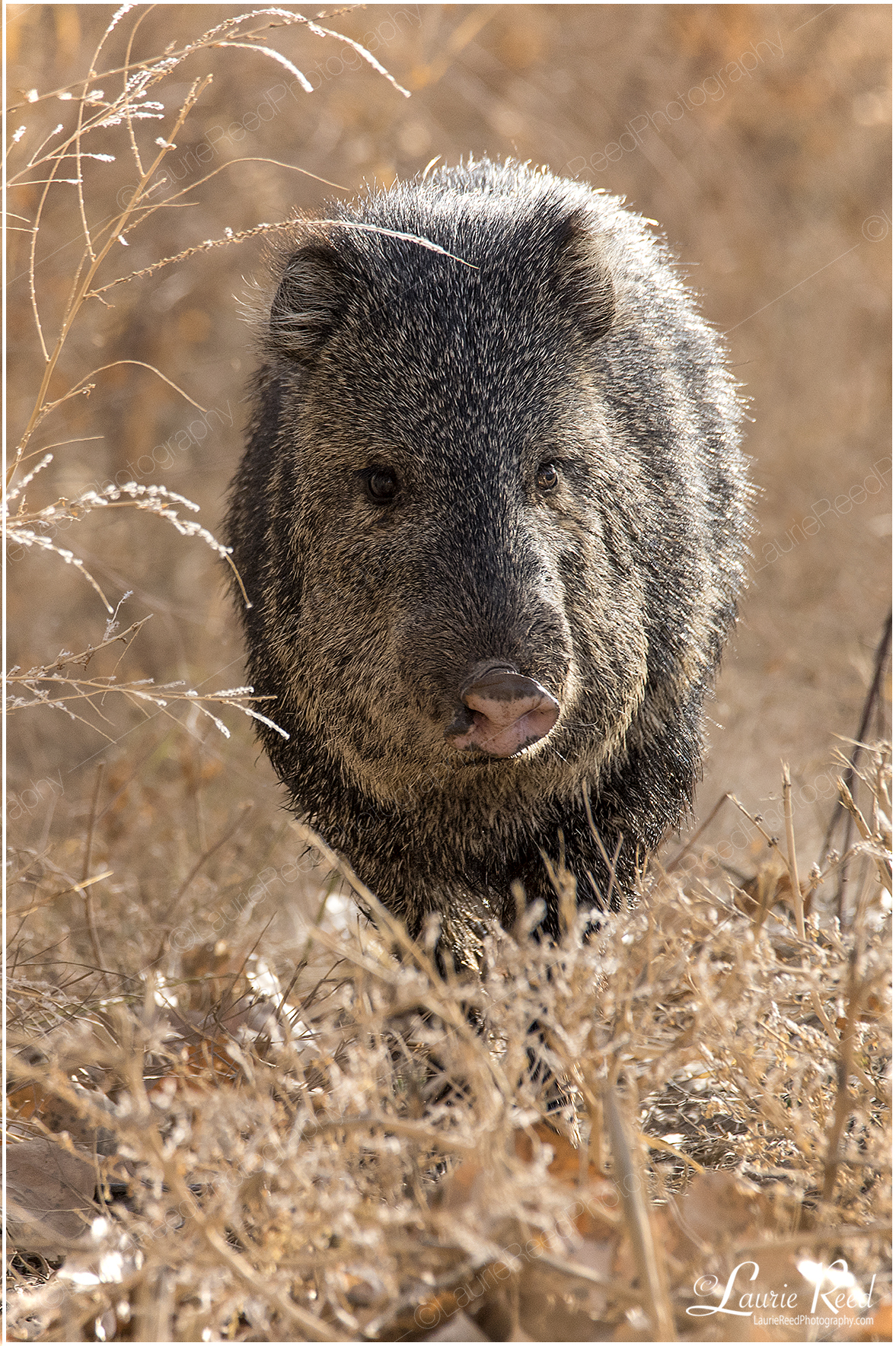 Javelina © Laurie Reed Photography