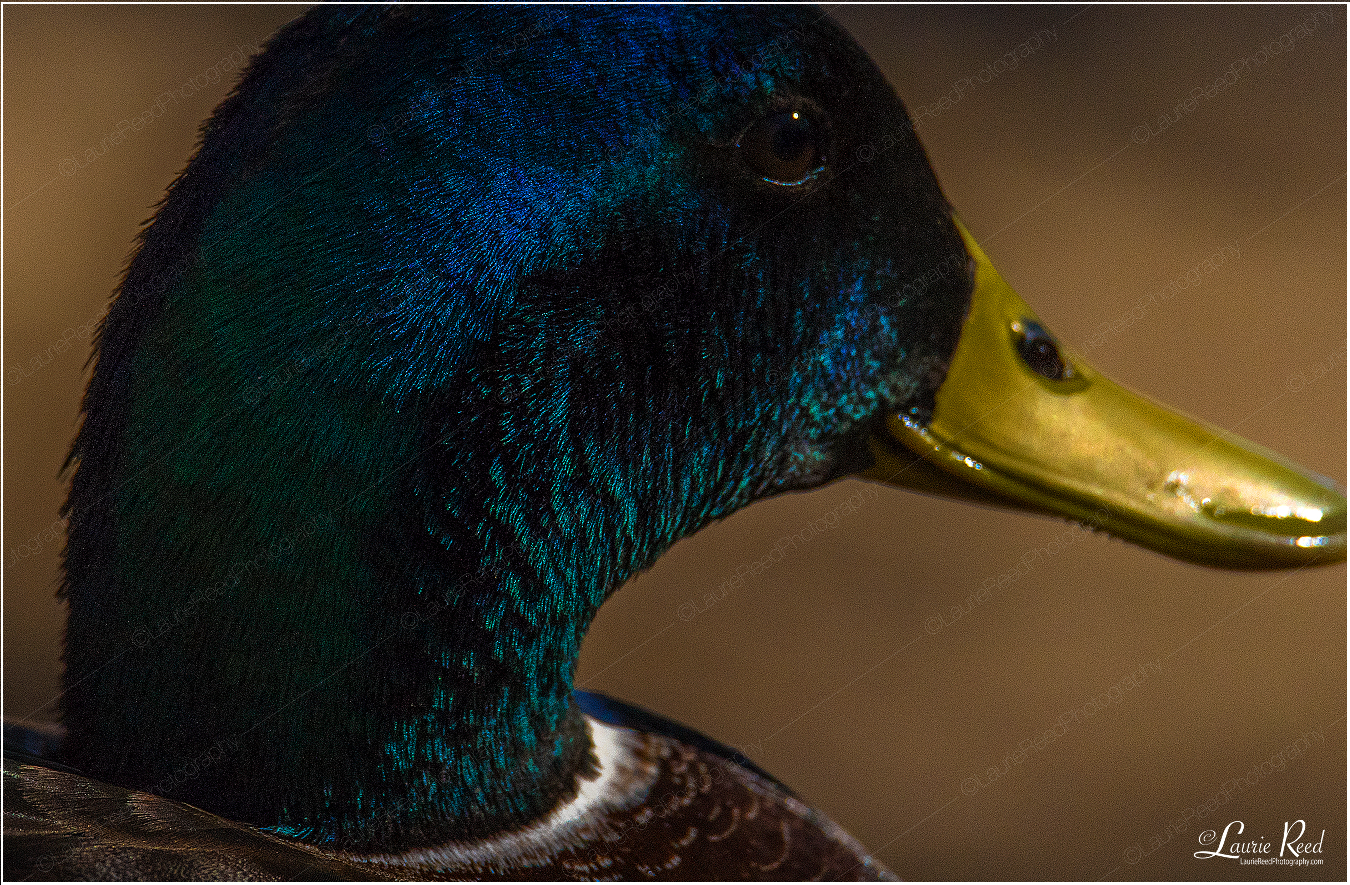Mallard © Laurie Reed Photography