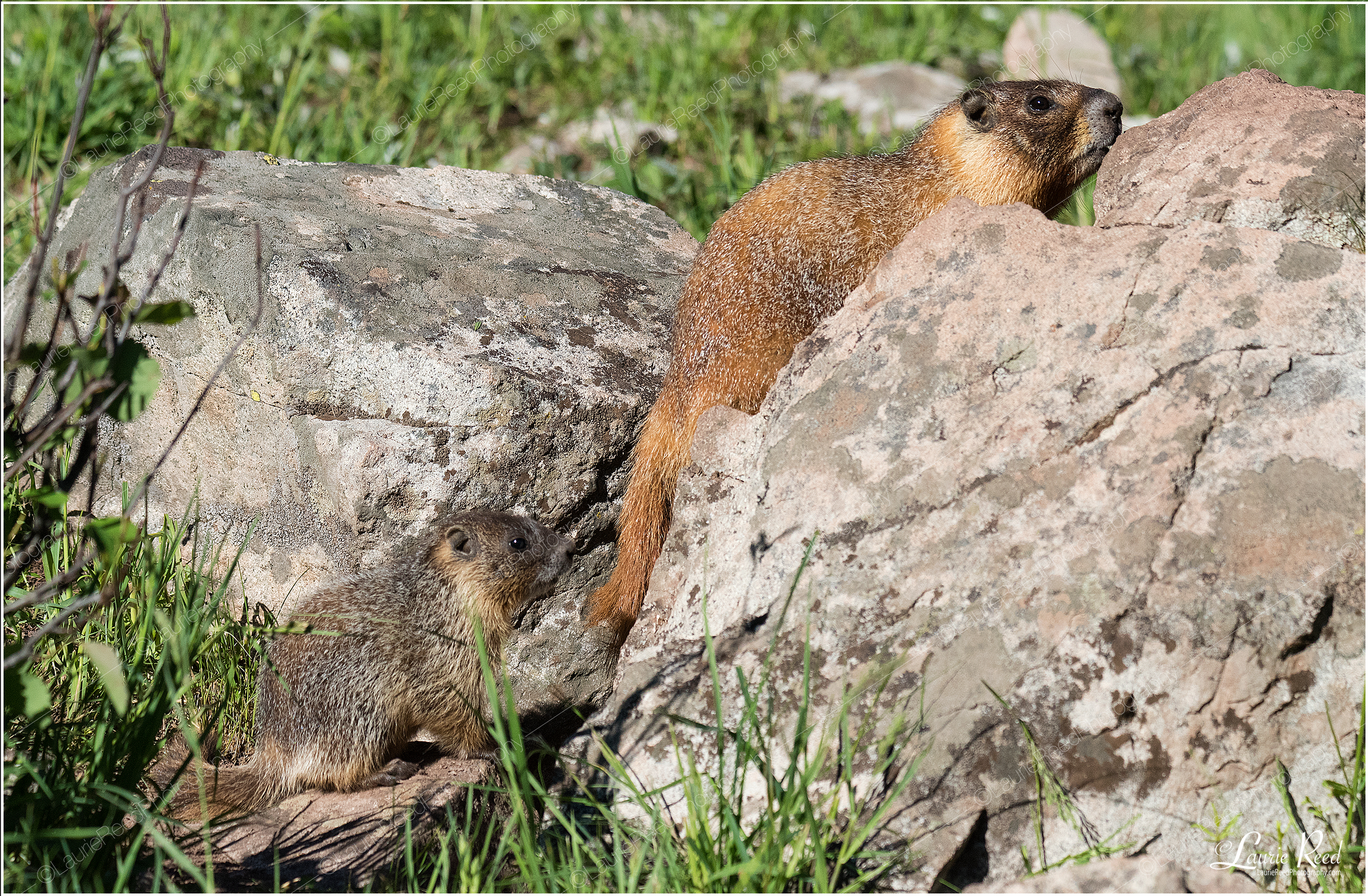 Mama Marmot and Baby© Laurie Reed Photography