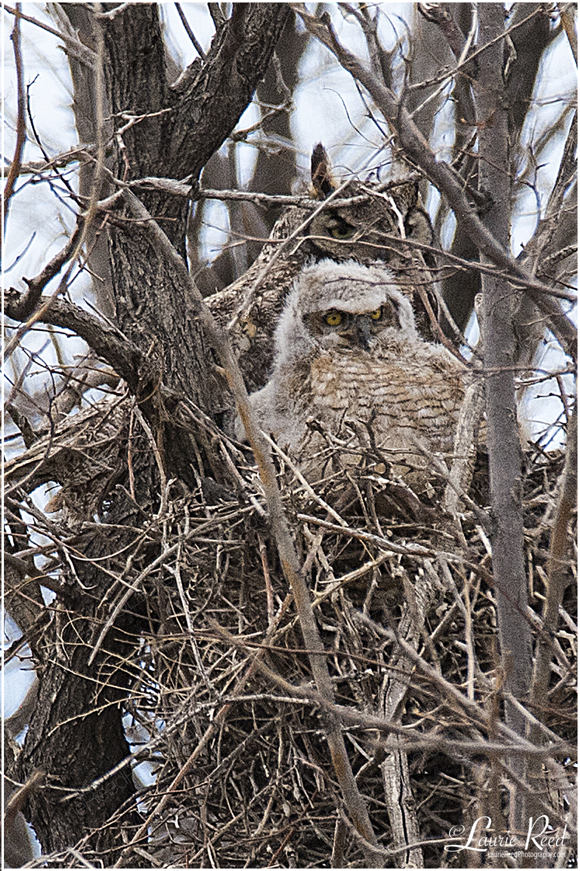 Hooters © Laurie Reed Photography