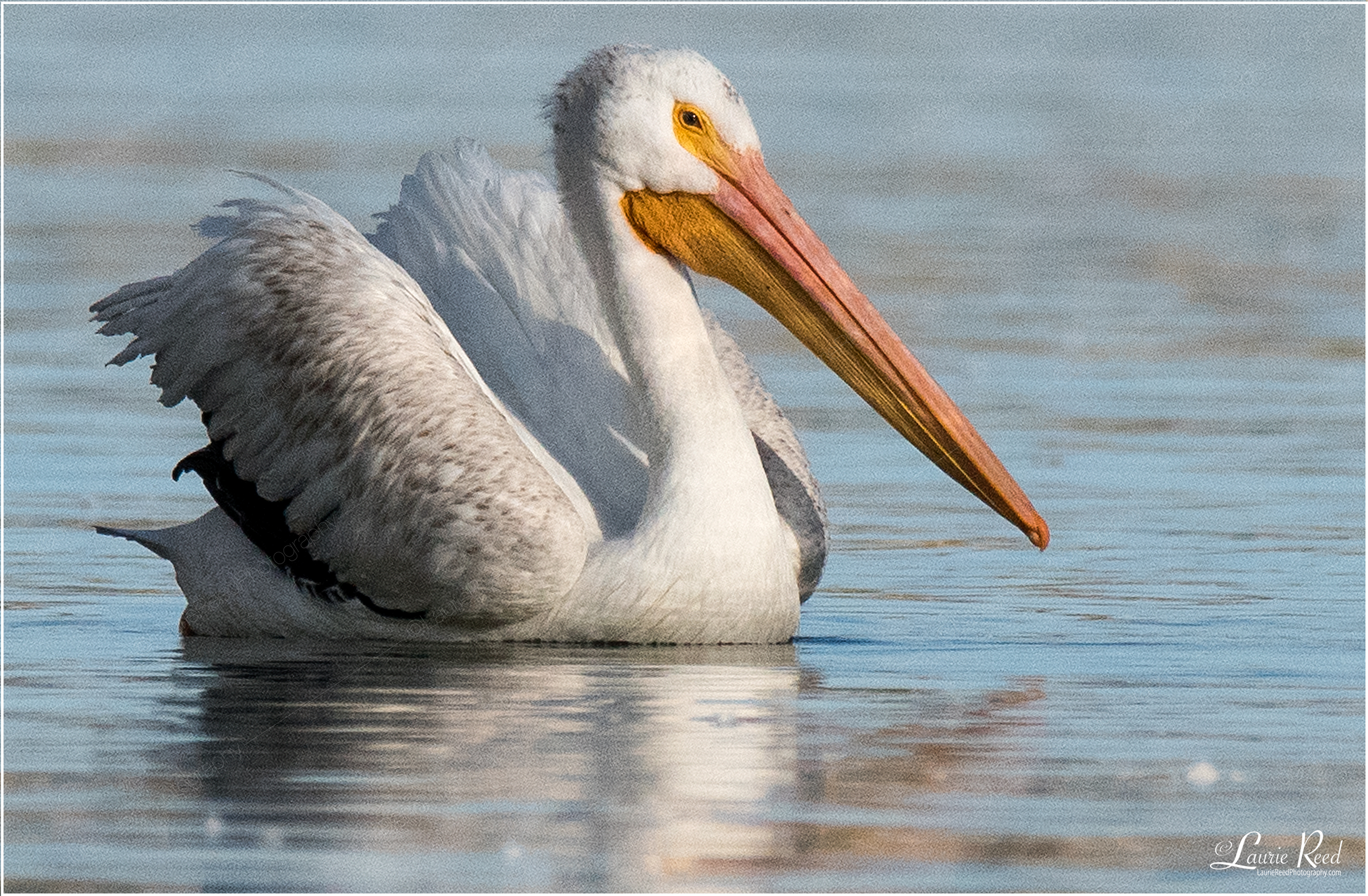 Pelican, Chatfield State Park © Laurie Reed Photography