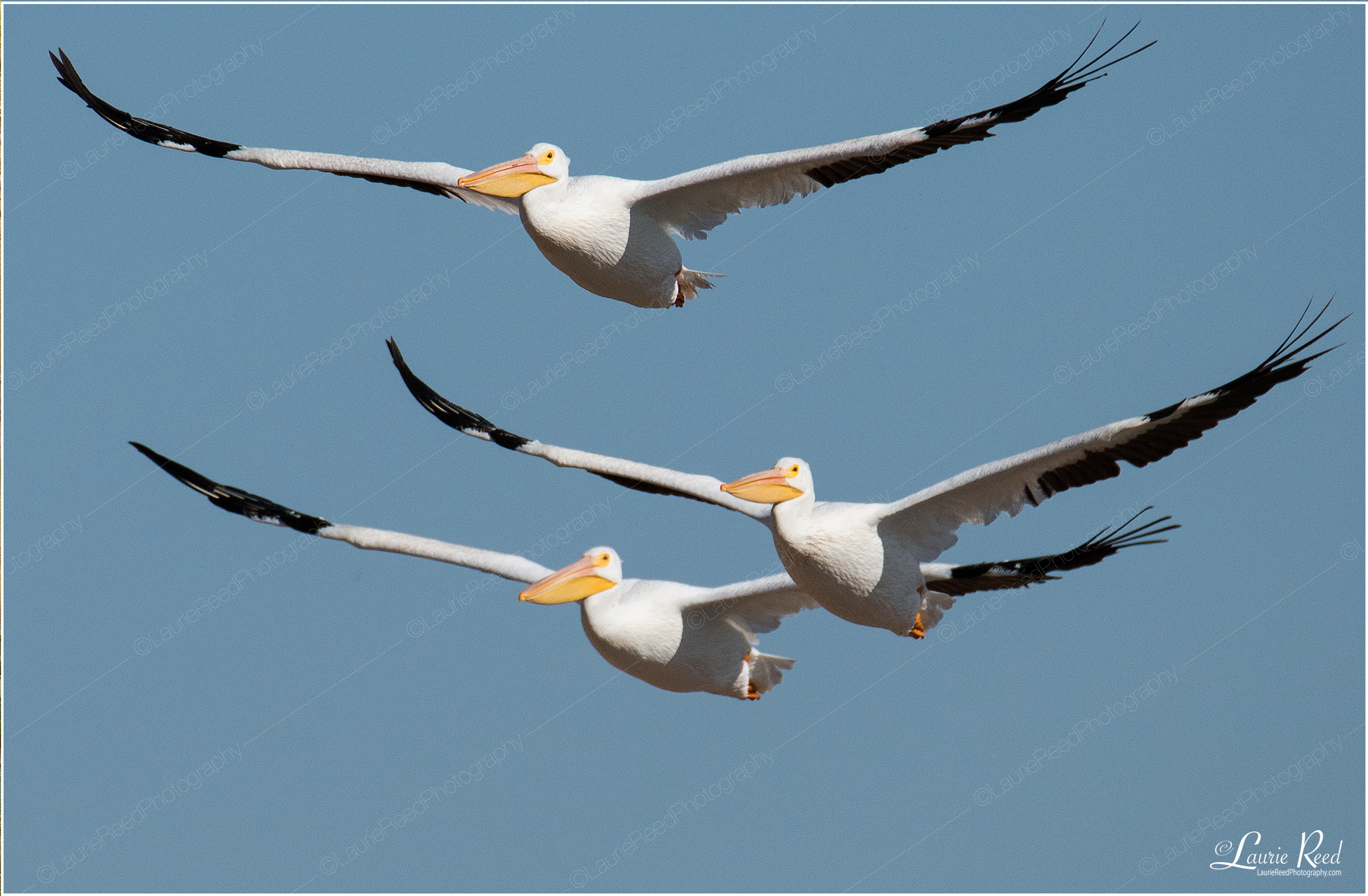 B 52's © Laurie Reed Photography