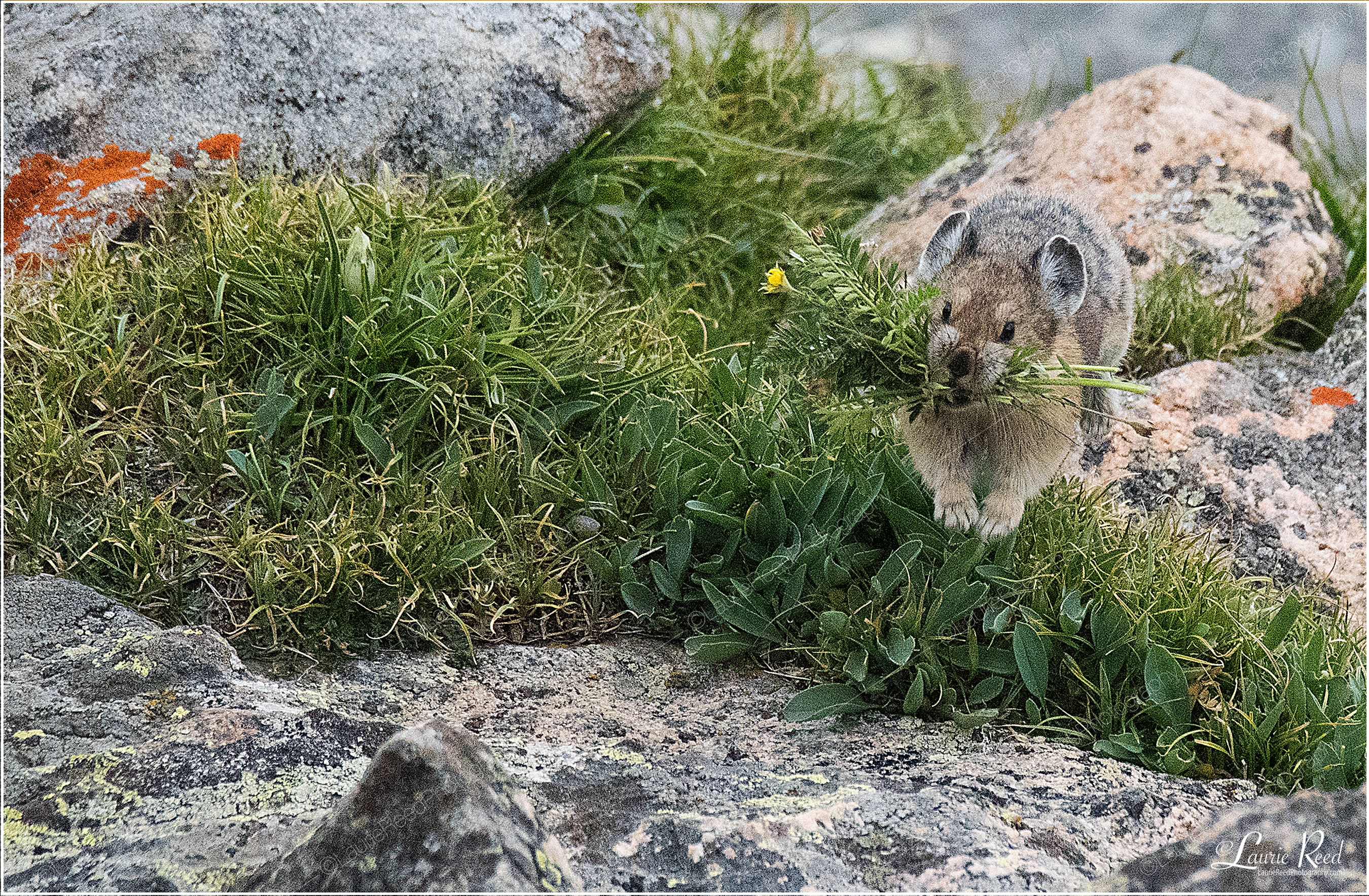 Pika © Laurie Reed Photography
