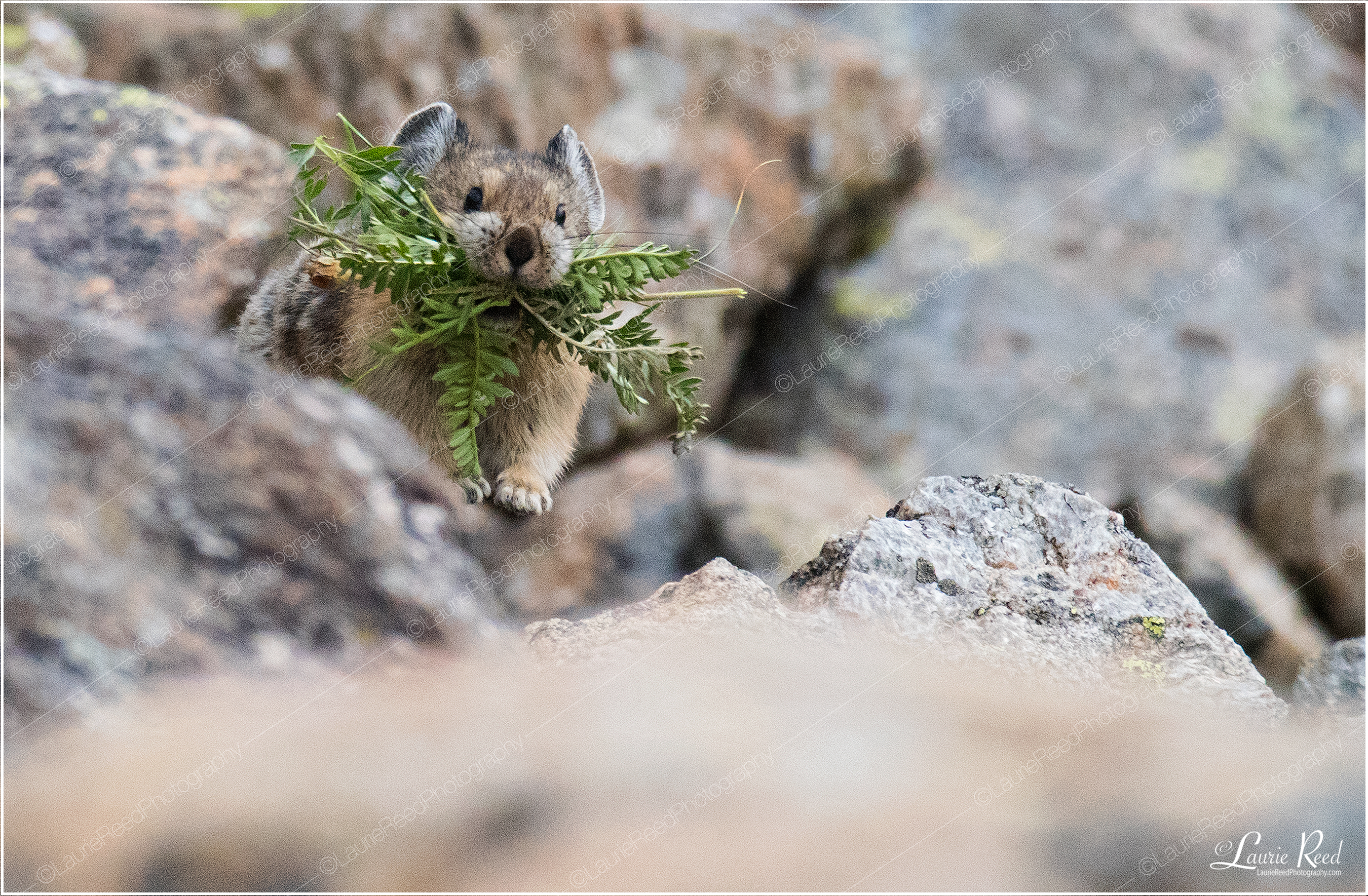 Pika Delivery © Laurie Reed Photography