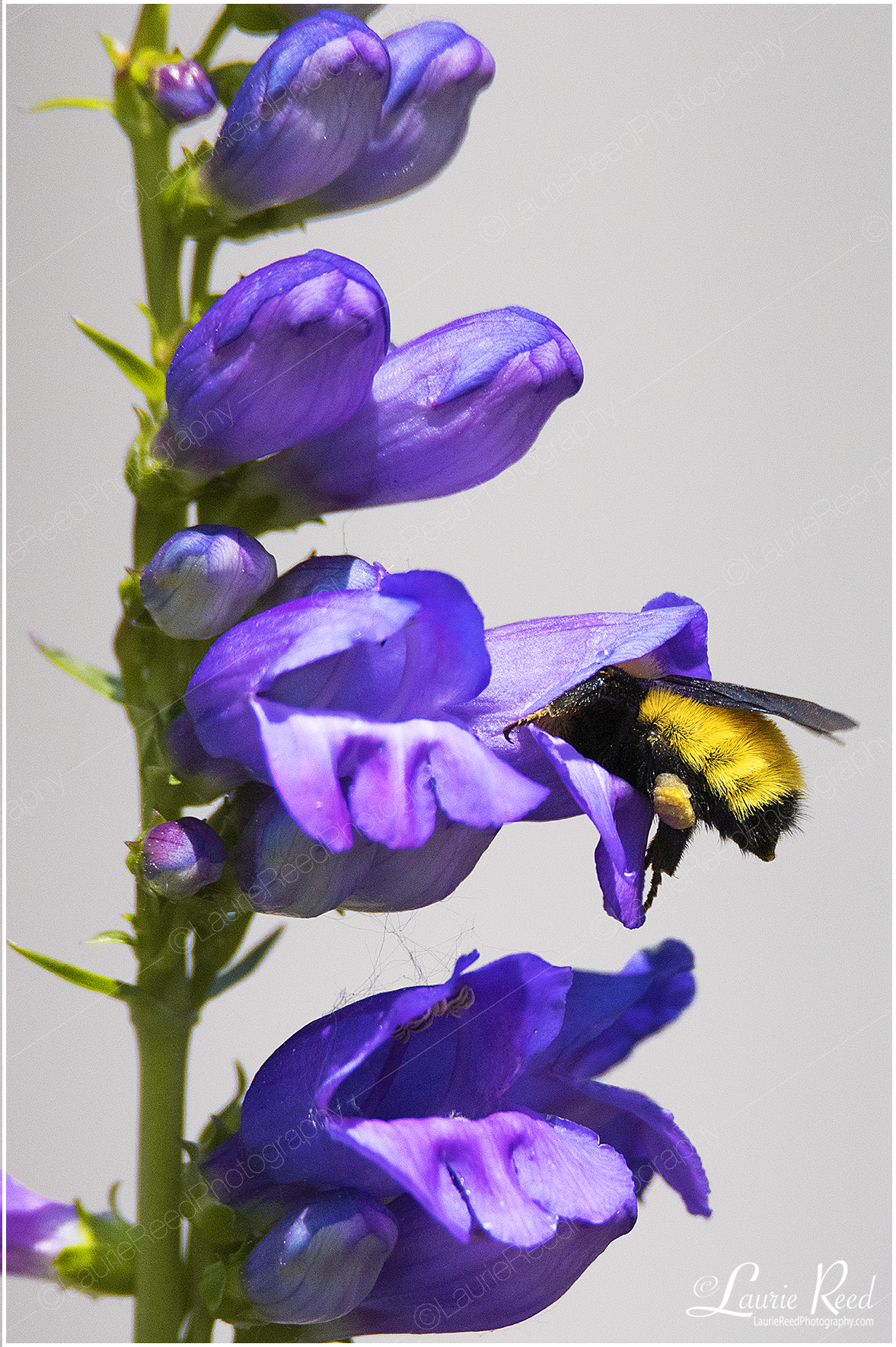 Pollen Drunk © Laurie Reed Photography