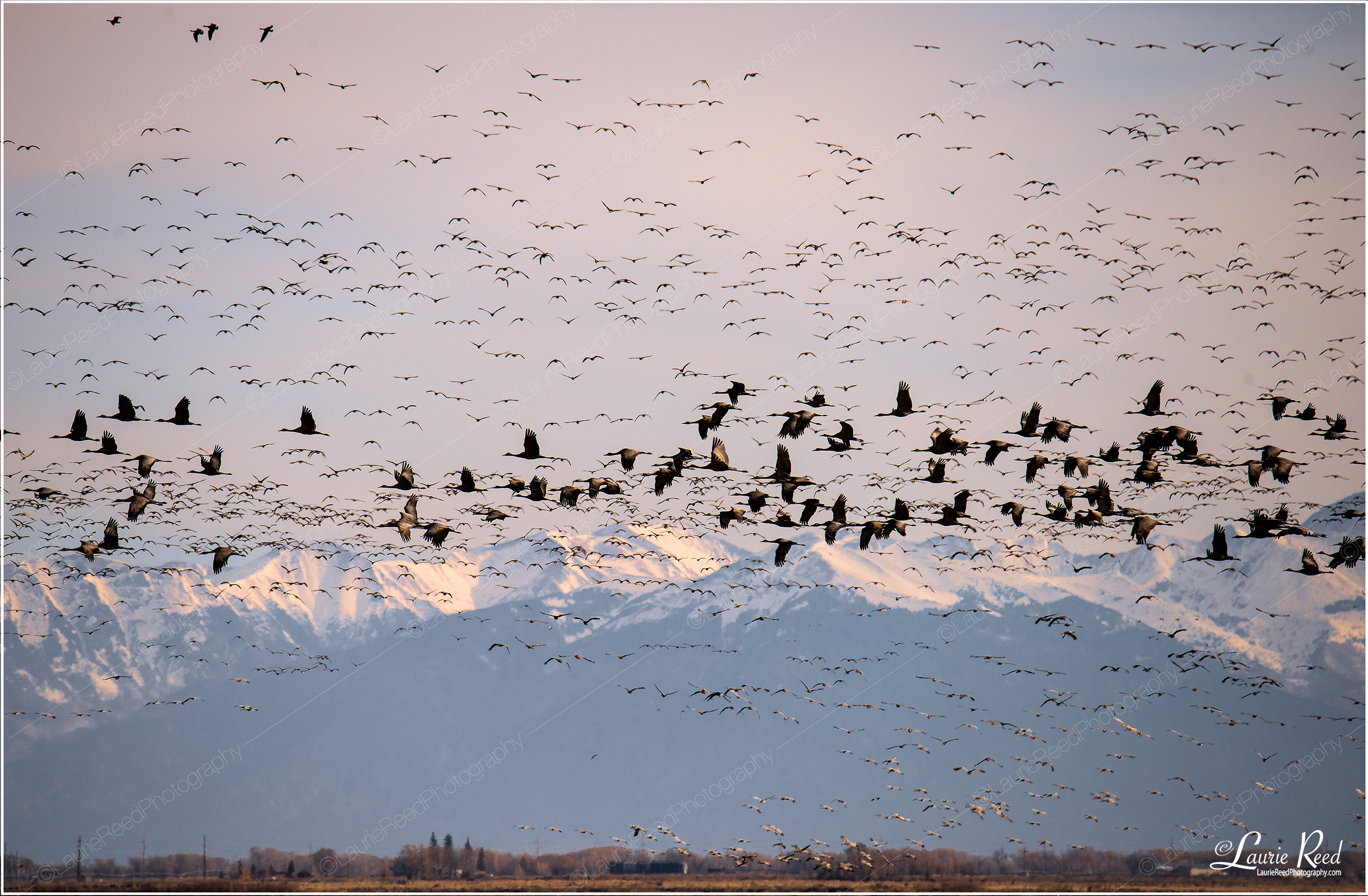 Sandhill Crane Flurries © Laurie Reed Photography