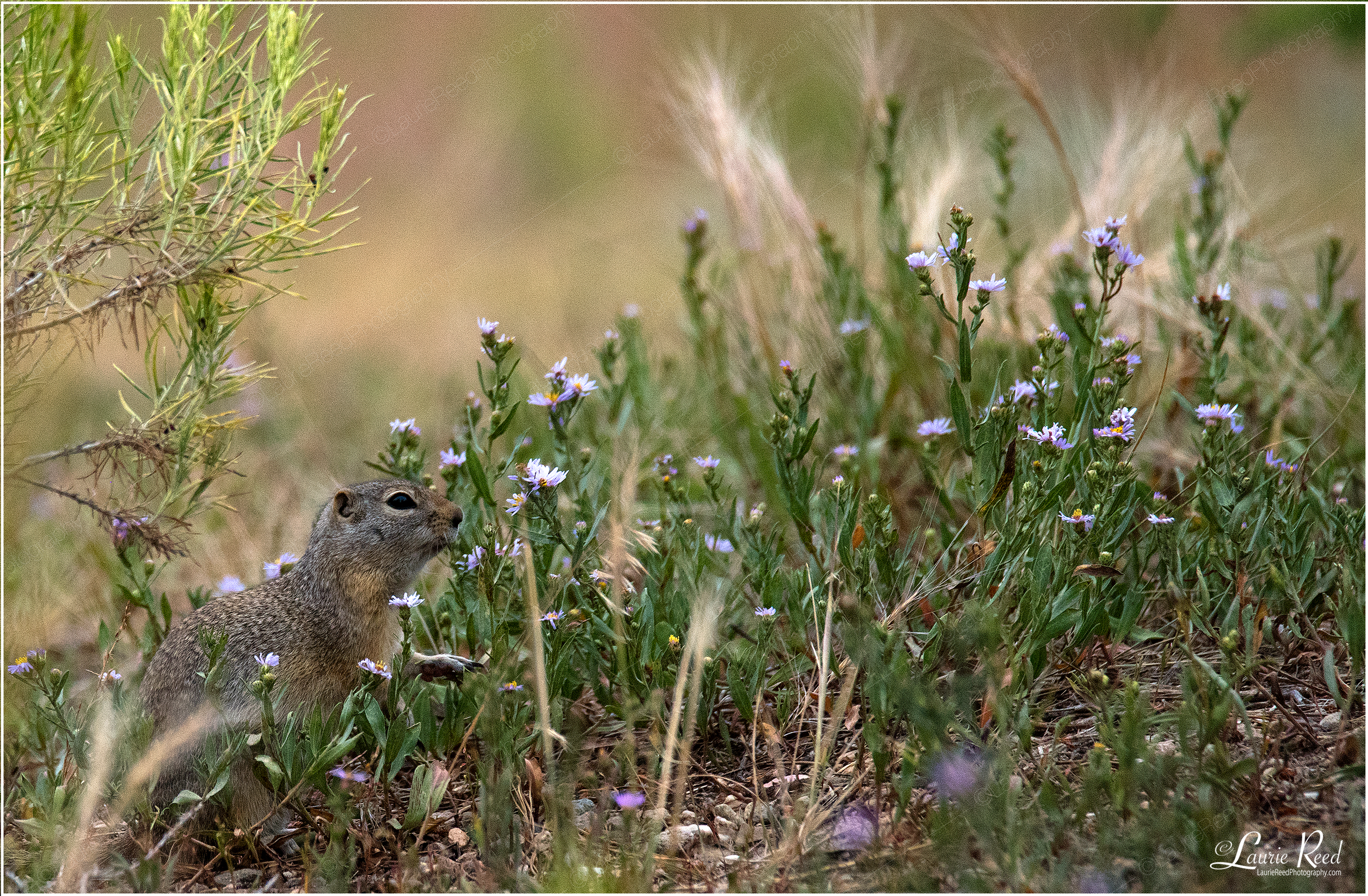 Alone In The Garden © Laurie Reed Photography