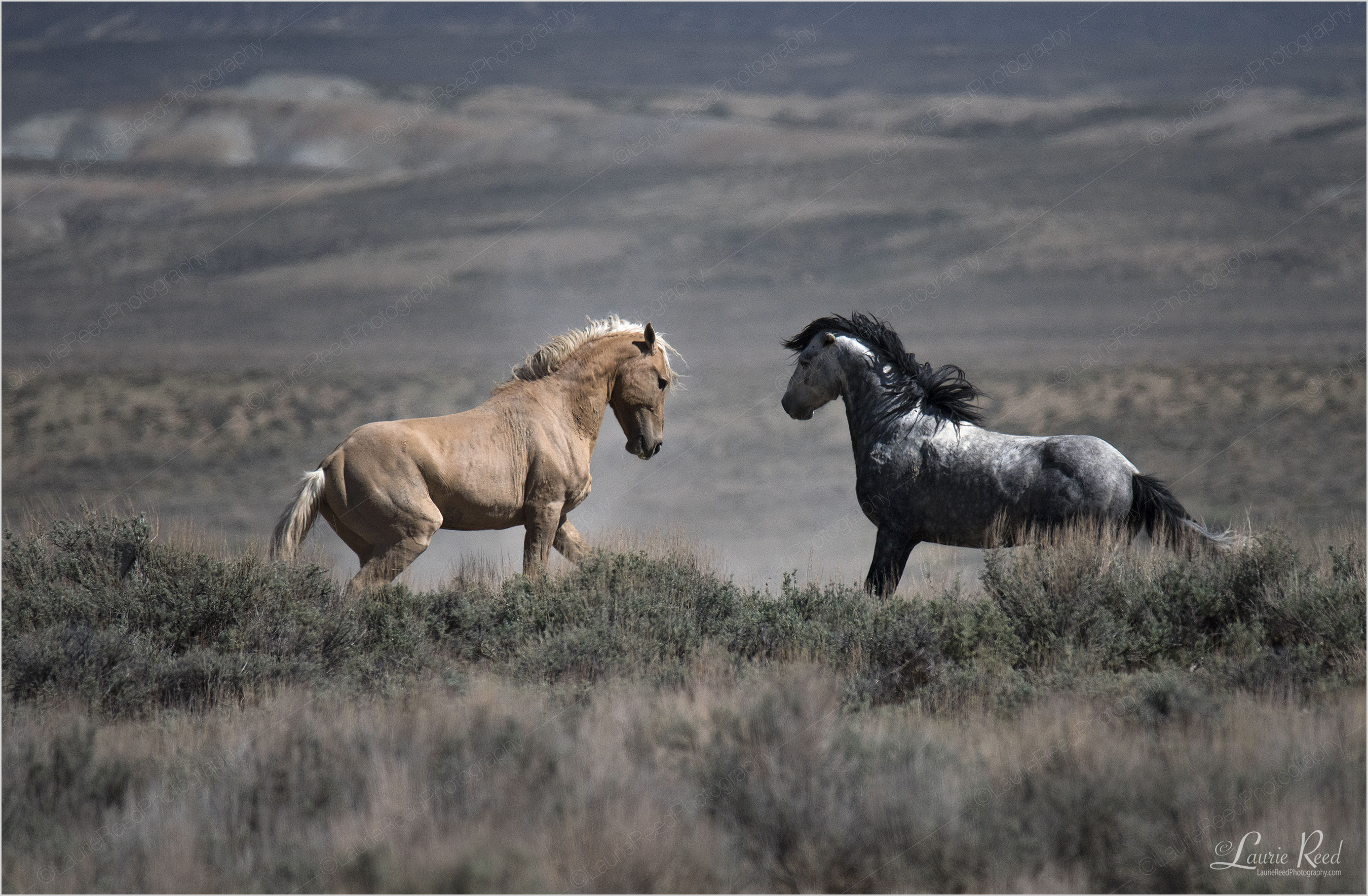 Stallion Battle 1 © Laurie Reed Photography