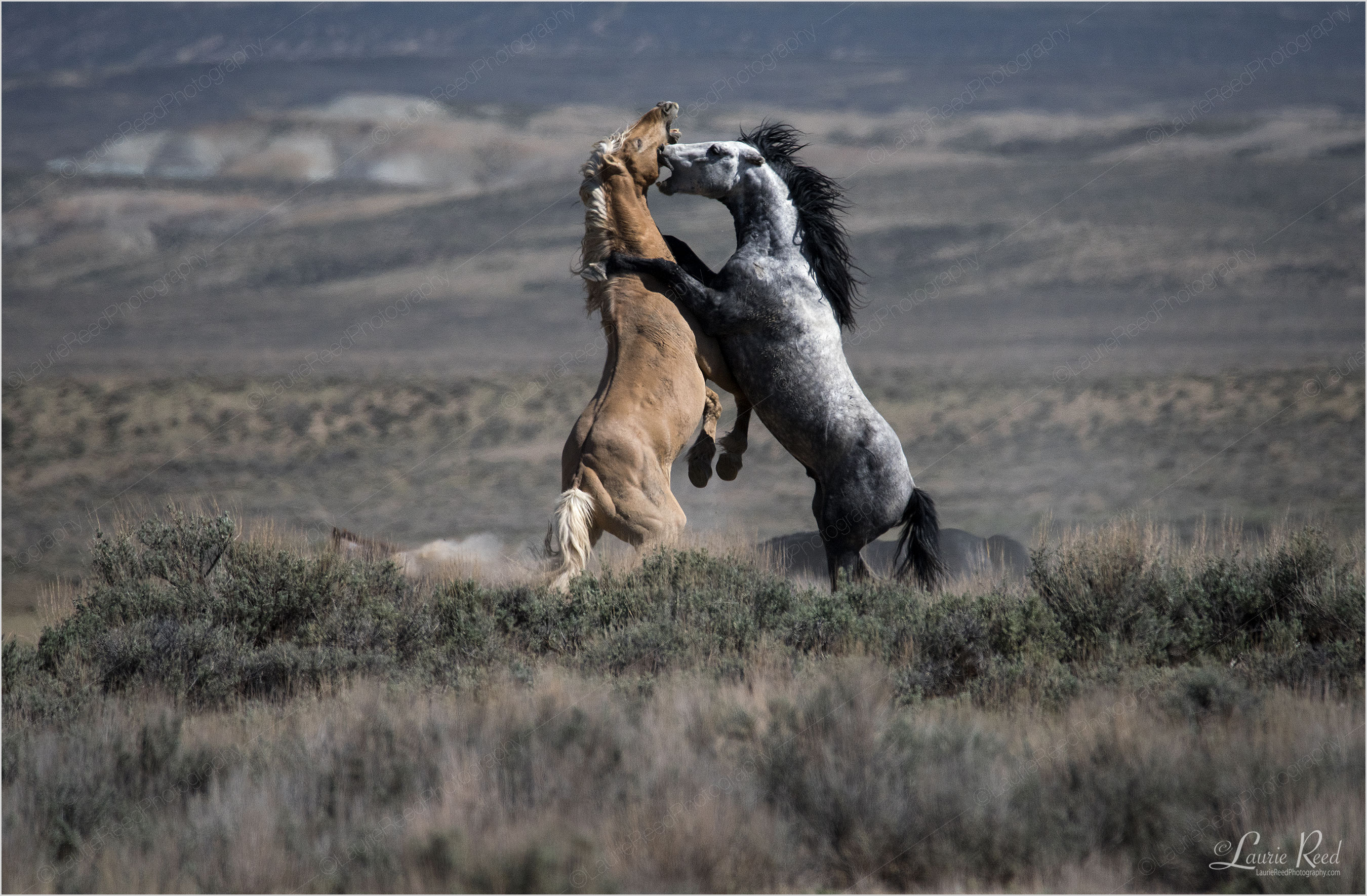 Stallion Battle 2 © Laurie Reed Photography