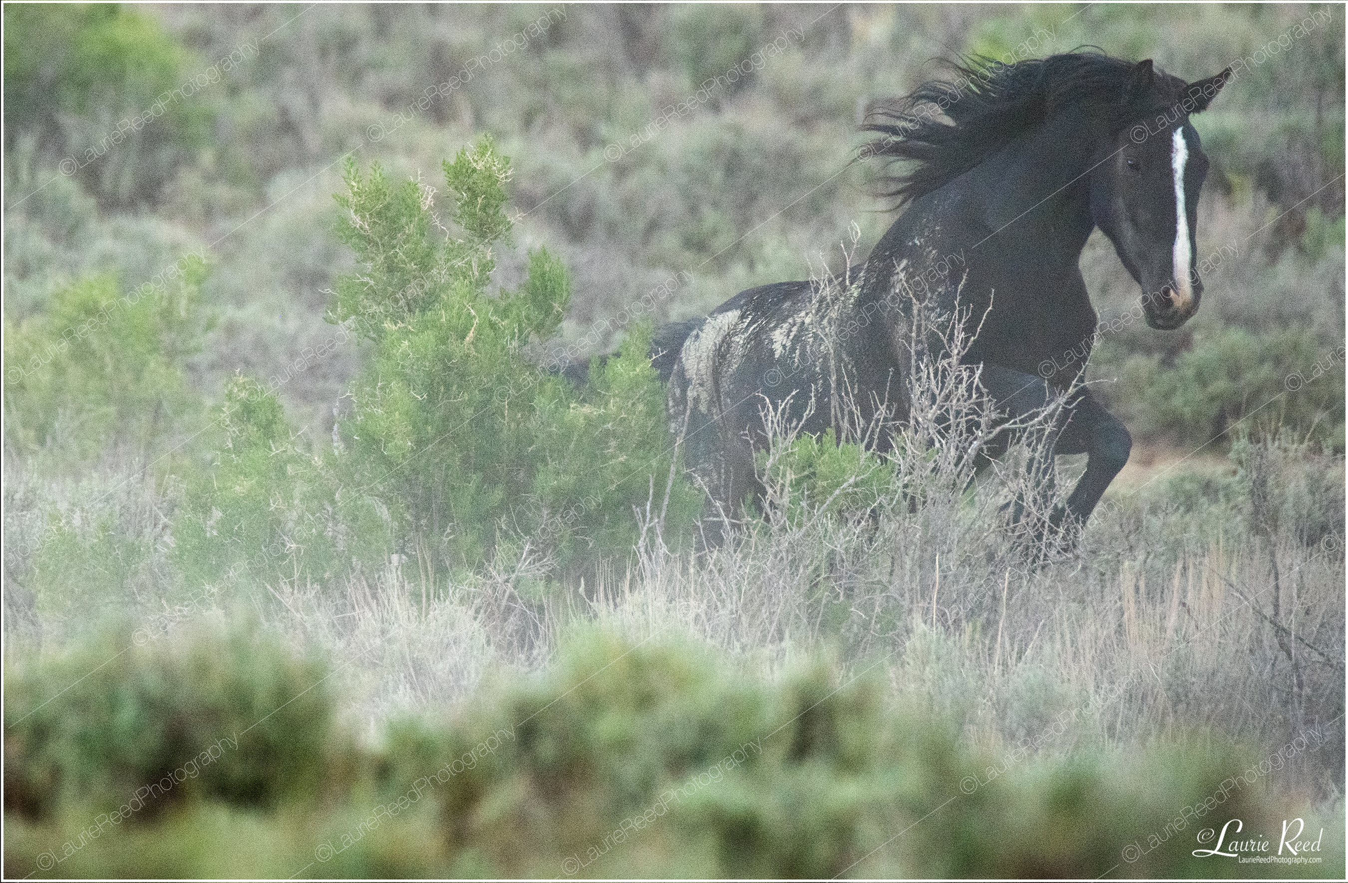 When The Dust Settles I'll Be Long Gone © Laurie Reed Photography
