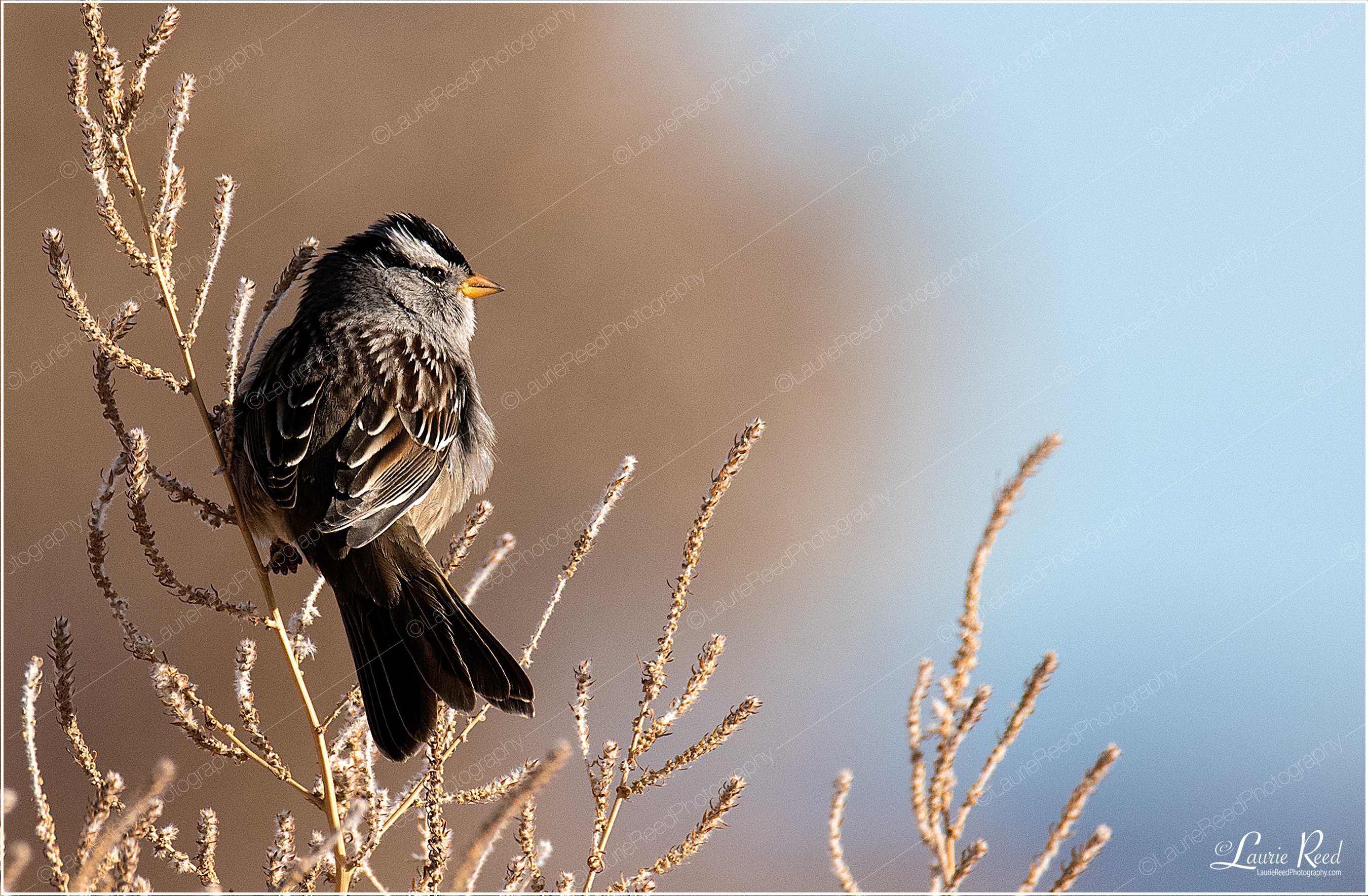 White Crowned Sparrow © Laurie Reed Photography