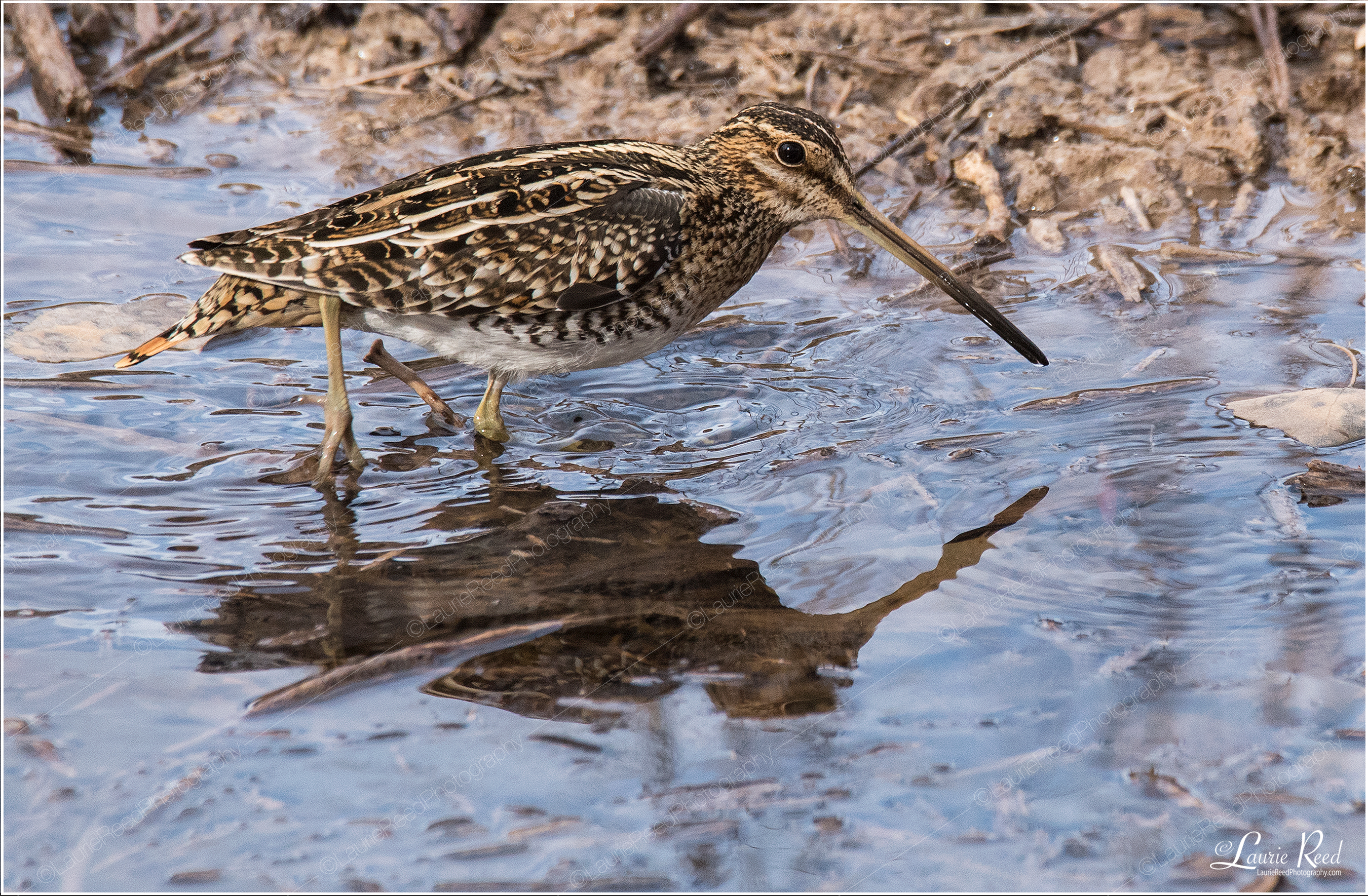 Wilson's Snipe © Laurie Reed Photography