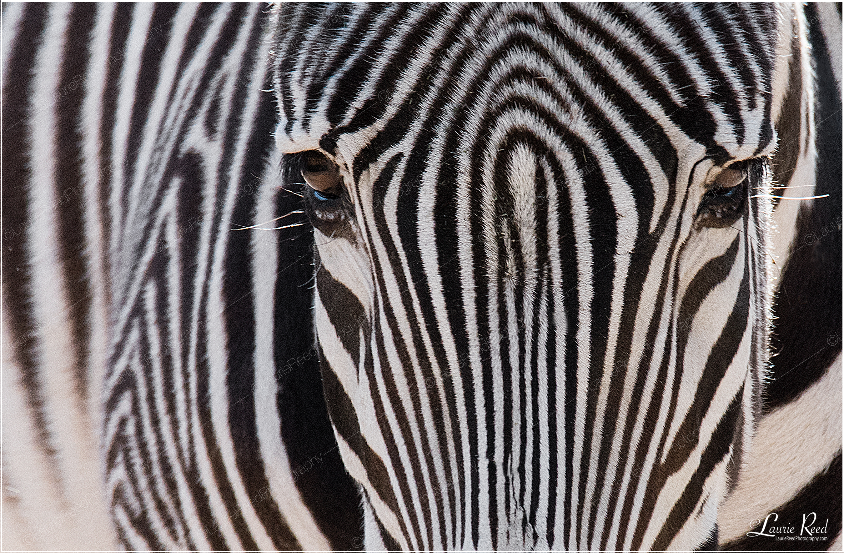 Striping It Up © Laurie Reed Photography