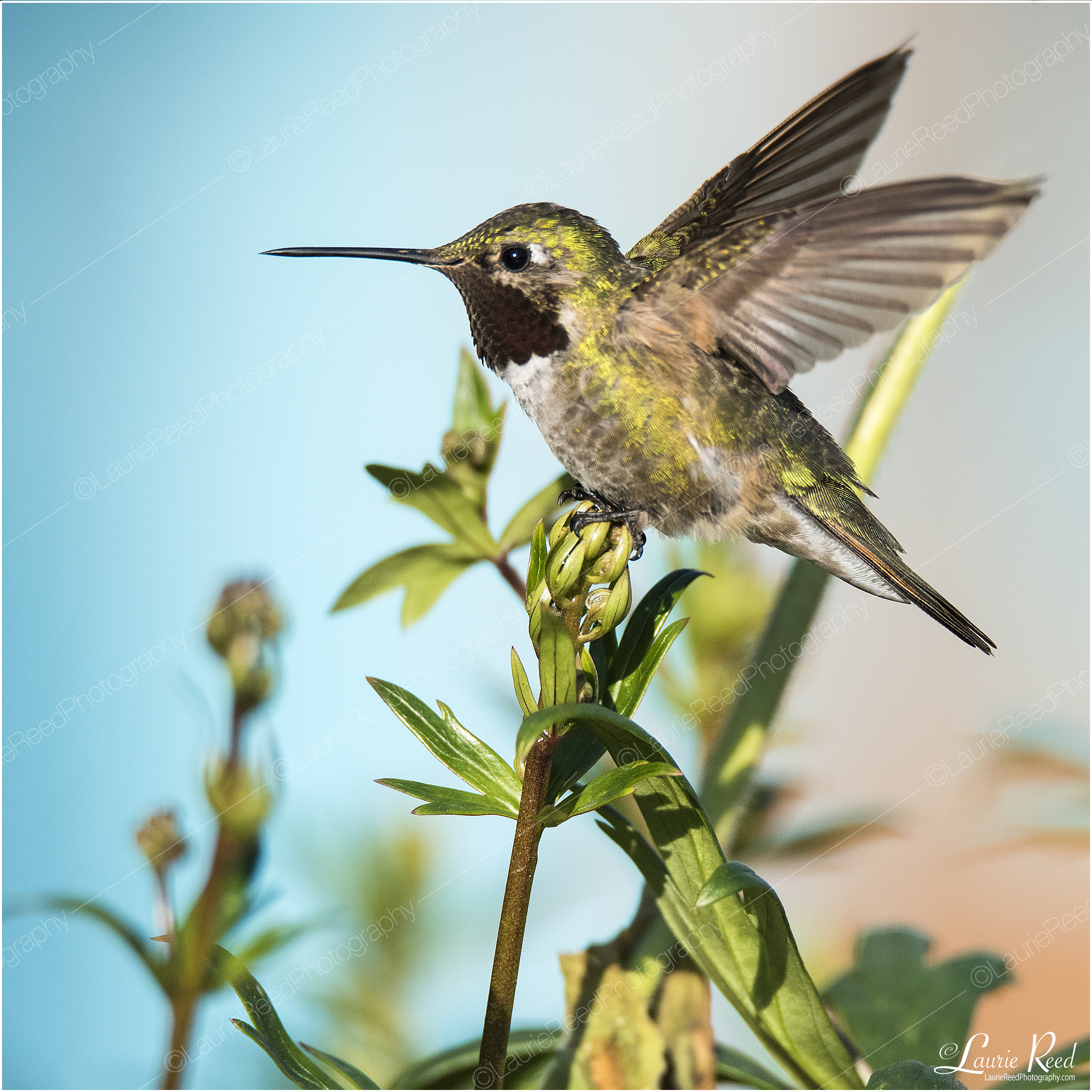 Hummingbird © Laurie Reed Photography