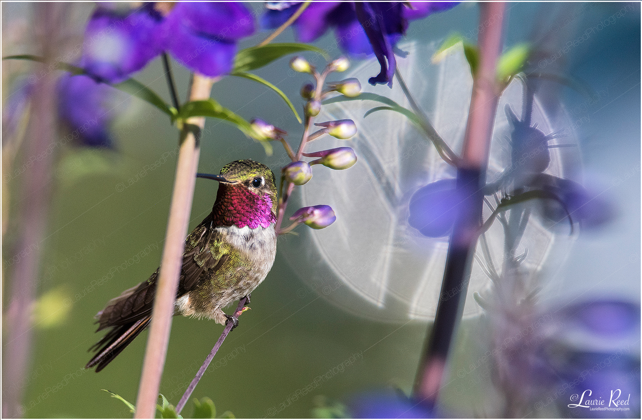 Hummingbird Bokeh © Laurie Reed Photography